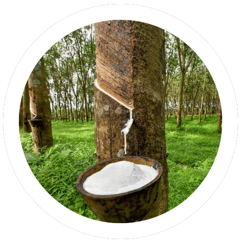 Rubber tree and milk